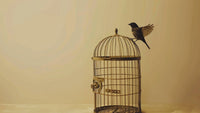 A bird sitting above the cage, enjoying freedom