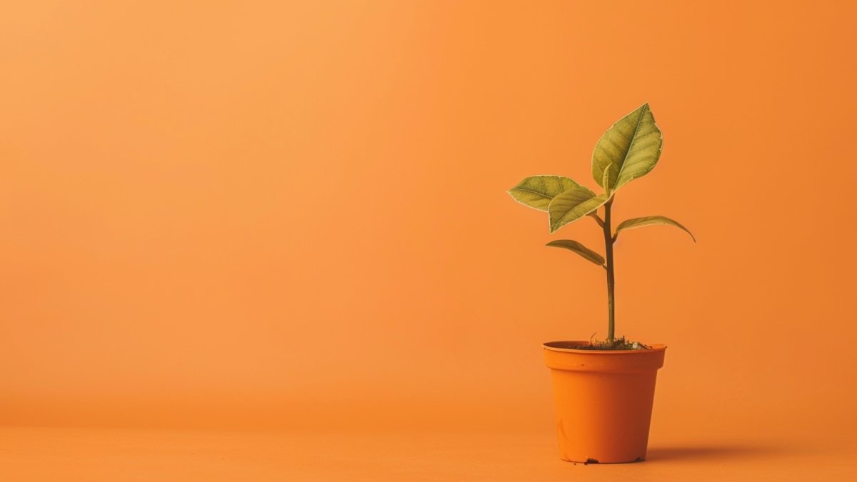 A pot with a growing plant to explain personal growth