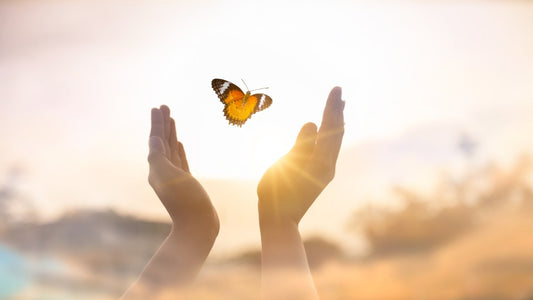 butterfly being released from someone's hands with sun in the background