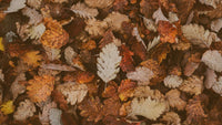 Fall Quotes to Fully Embrace the Autumn Season