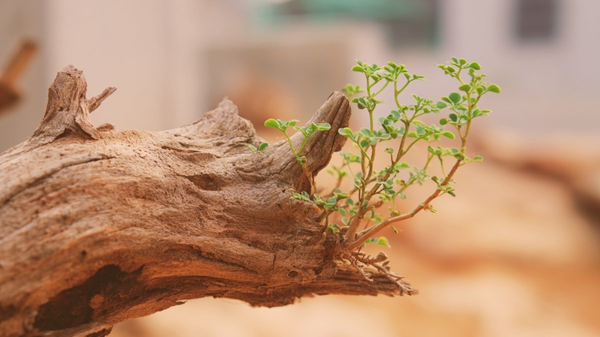 Life and Death Quotes: Deep Thoughts, Simple Truths