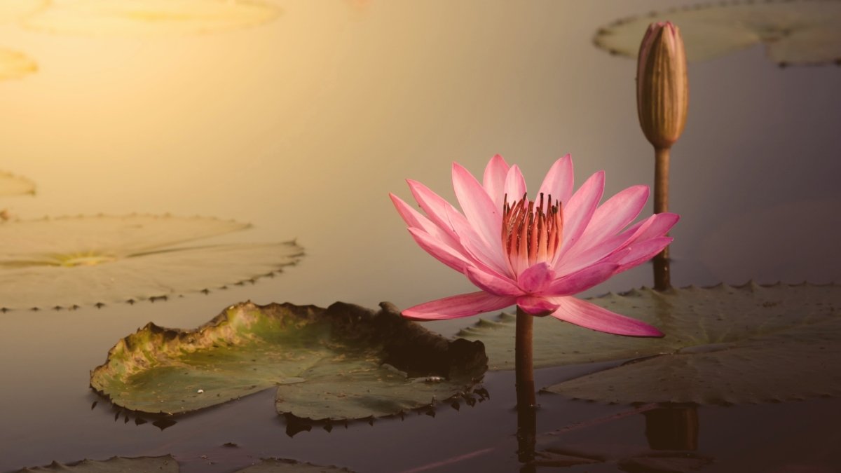 Lotus Quotes to Find Strength and Wisdom in Adversity